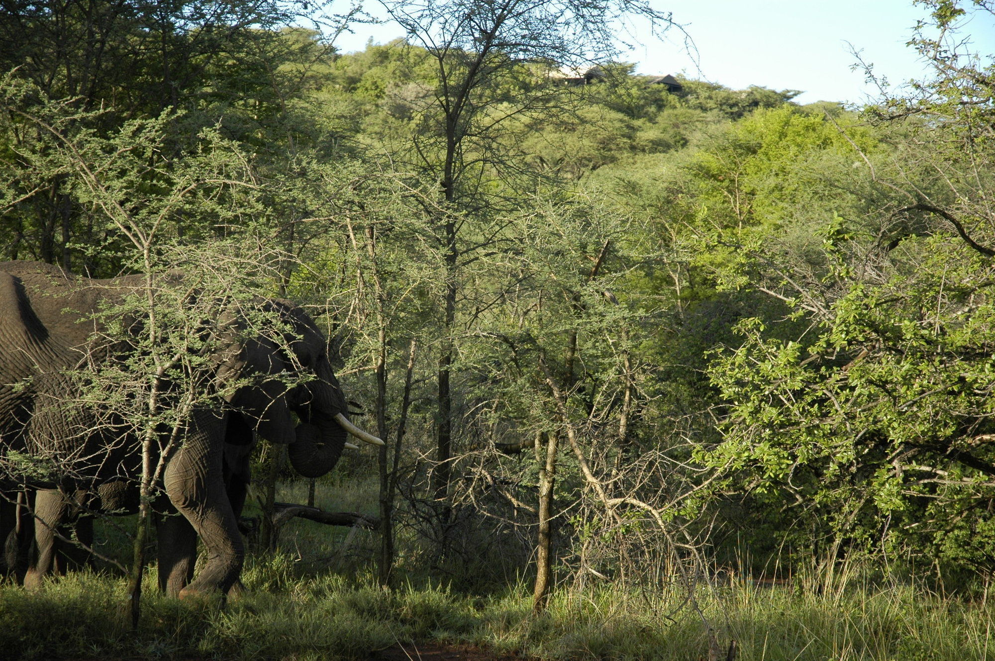 Kirawira Serena Camp Robanda Kültér fotó